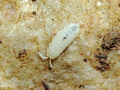 Trichoniscidae