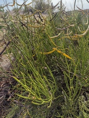 Senna aphylla