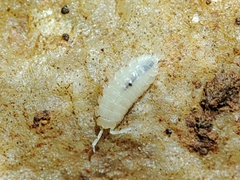 Trichoniscidae
