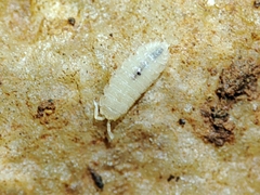 Trichoniscidae