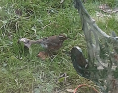 Turdus iliacus