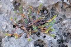 Euphorbia mesembryanthemifolia