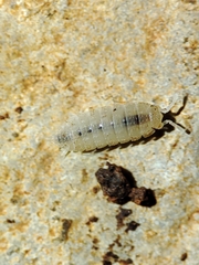 Trichoniscidae