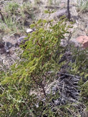 Larrea cuneifolia