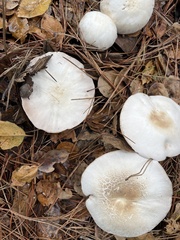 Pseudochitonia