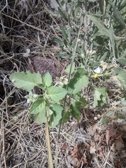 Solanum sarrachoides