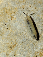 Trichoniscidae