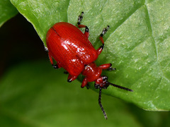 Lilioceris merdigera