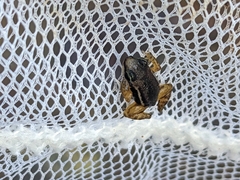 Silverstoneia flotator