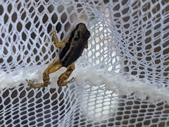 Silverstoneia flotator