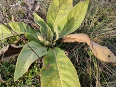 Verbascum thapsus