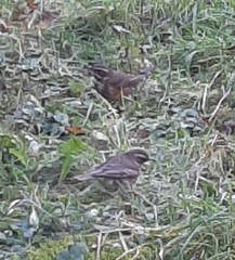 Turdus iliacus