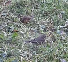 Turdus iliacus