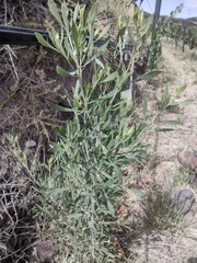 Tessaria absinthioides