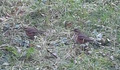 Turdus iliacus