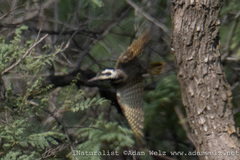 Chloropicus namaquus