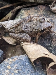 Craugastor fitzingeri