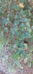 Cryptocarya alba