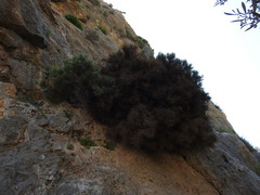 Genista acanthoclada