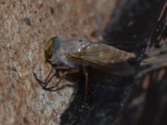 Tabanini