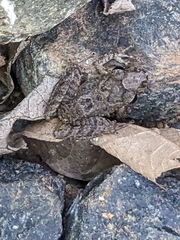 Craugastor fitzingeri