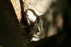 Gibbaranea bituberculata