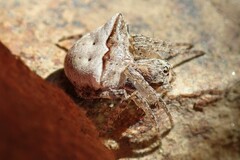 Gibbaranea bituberculata
