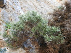 Genista acanthoclada