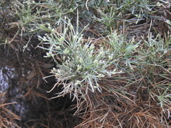 Genista acanthoclada