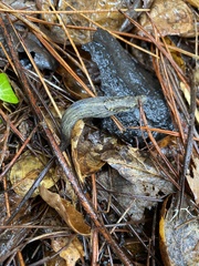 Prophysaon andersonii
