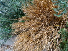 Hakonechloa macra