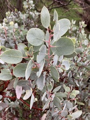 Arctostaphylos mewukka