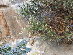 Genista acanthoclada