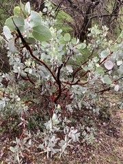 Arctostaphylos mewukka