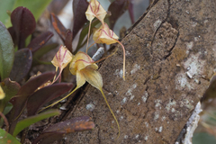 Masdevallia nidifica