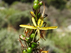 Asphodeline lutea