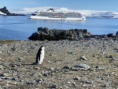 Pygoscelis antarcticus