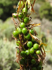 Asphodeline lutea
