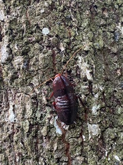 Eurycotis floridana