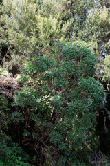 Gonospermum canariense