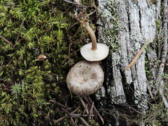 Rhizocybe rhizoides