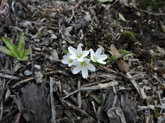 Claytonia lanceolata
