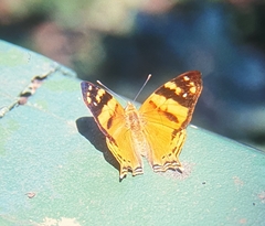 Hypanartia lethe