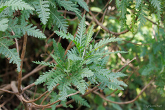 Gonospermum canariense