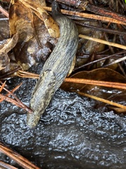 Prophysaon andersonii
