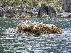 Sterna striata striata