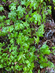 Lygodium palmatum