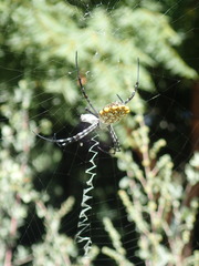 Argiope lobata
