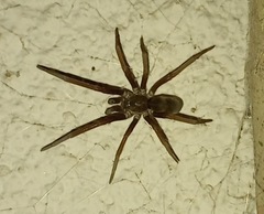 Kukulcania hibernalis