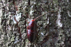 Eurycotis floridana
